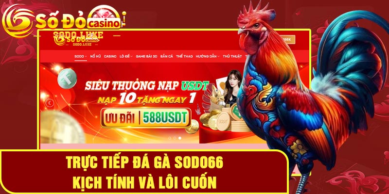 Trực tiếp đá gà SODO66 kịch tính và lôi cuốn