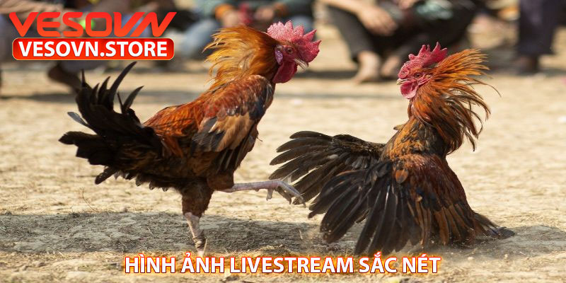Hình ảnh livestream sắc nét 