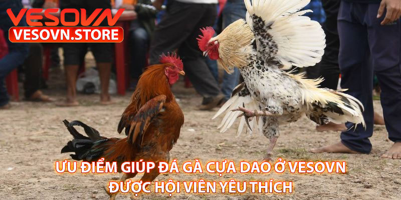 Ưu điểm giúp đá gà cựa dao ở vesovn được hội viên yêu thích 