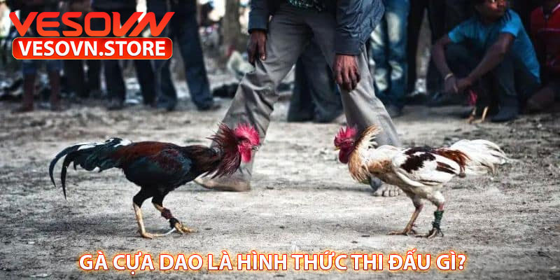 Gà cựa Dao là hình thức thi đấu gì? 