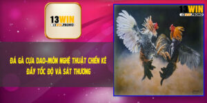 Đá Gà Cựa Dao – Môn Nghệ Thuật Chiến Kê Đầy Tốc Độ Và Sát Thương