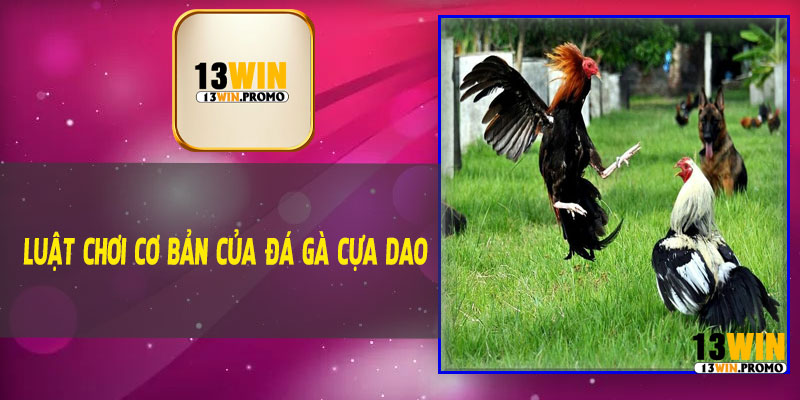 Luật Chơi Cơ Bản Của Đá Gà Cựa Dao