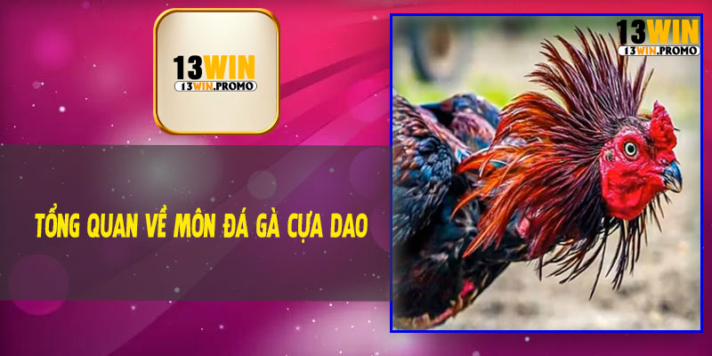 Tổng Quan Về Môn Đá Gà Cựa Dao